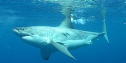 White Shark by Kevin Colter 